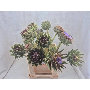CYNARA SC GREEN GLOB
