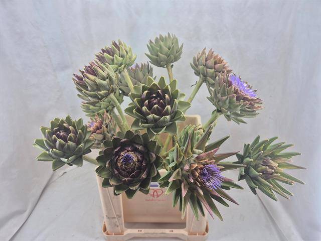 <h4>CYNARA SC GREEN GLOB</h4>