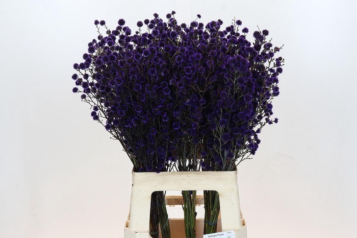 <h4>STILL KLB H%</h4>