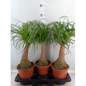Beaucarnea recurvata