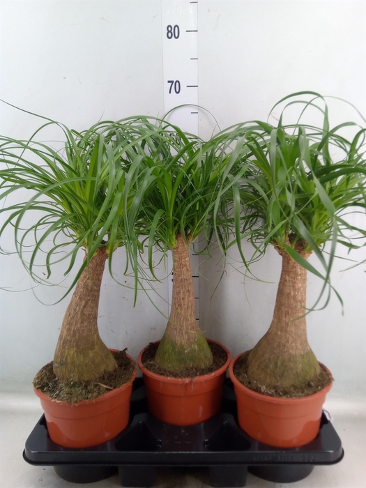 <h4>Beaucarnea recurvata</h4>
