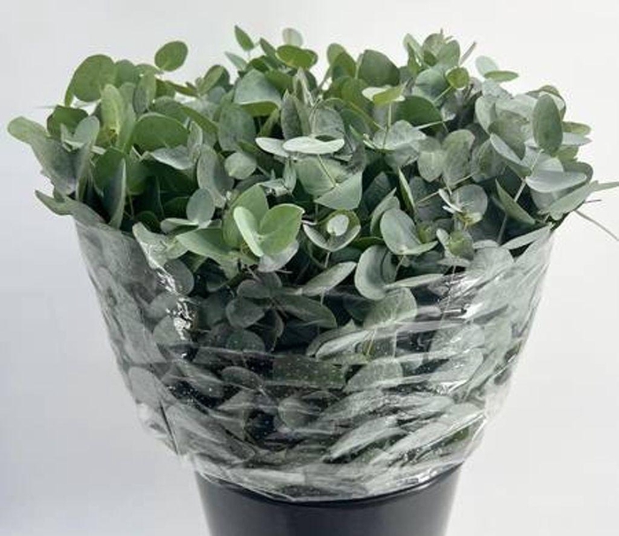 <h4>Euc. Cinerea Short</h4>