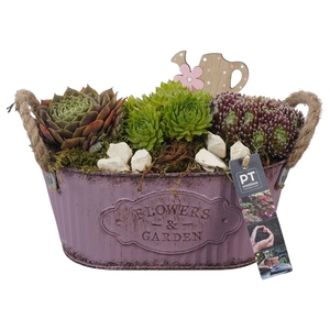 Arr.  Sempervivum L%