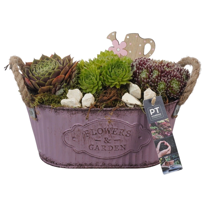 <h4>Arr.  Sempervivum L%</h4>
