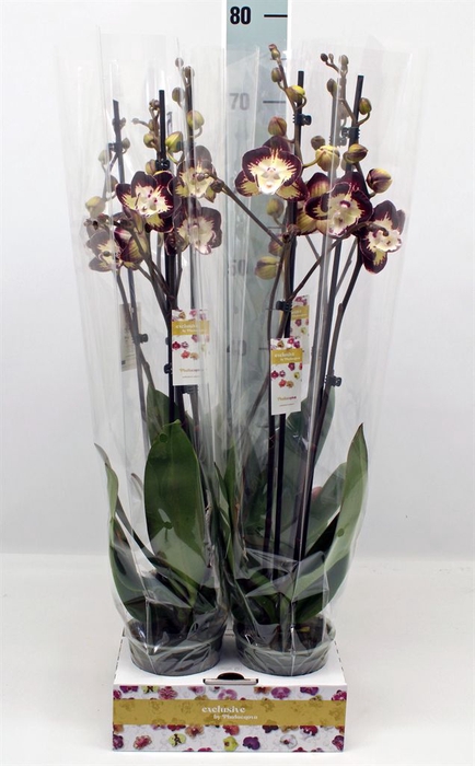 <h4>Phalaenopsis   ...</h4>