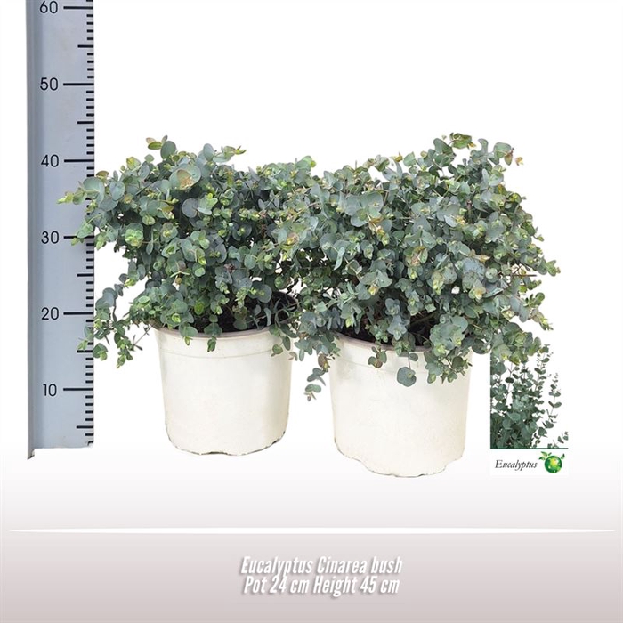 <h4>Eucalyptus Cinerea struik</h4>