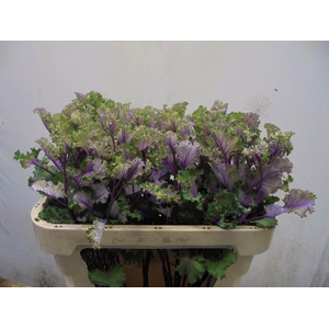 BRASS CRANE RUFFLE RED