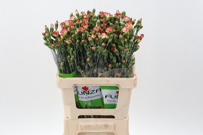 <h4>Di Lala Pinta x20</h4>