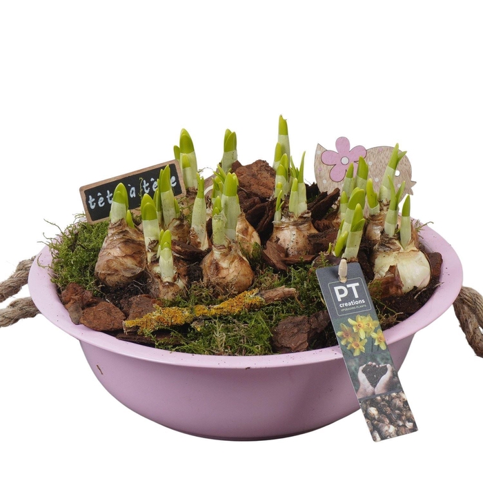 <h4>Arr. Narcissus Tete Tete L%</h4>