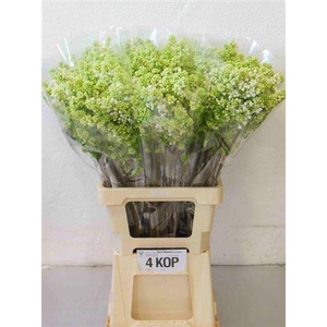 Syr V Mme Fl Stepman 70cm 4+