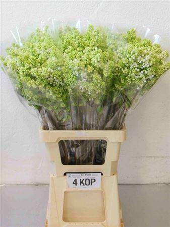 <h4>Syr V Mme Fl Stepman 70cm 4+</h4>