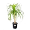 BEAUCARNEA RECURVATA P11