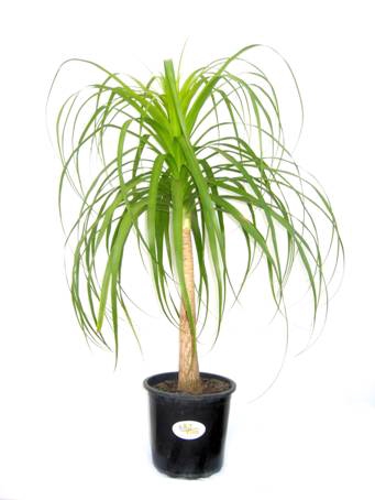 BEAUCARNEA RECURVATA P11