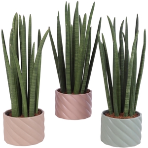 Sansevieria Cylin, Straight 14 Leaf Ø15cm in Ø17cm Ceramic SE661
