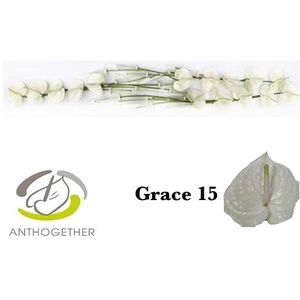 ANTH A GRACE 15