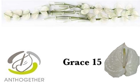 <h4>ANTH A GRACE 15</h4>