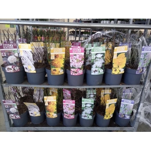 Heesters   ...mix          [Scrubs]