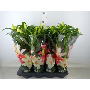 Lilium ori.  'Sunny Bahamas'