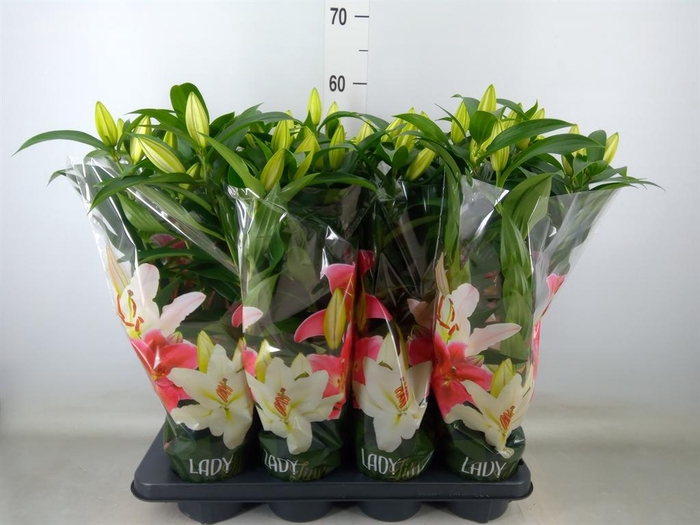 <h4>Lilium ori.  'Sunny Bahamas'</h4>