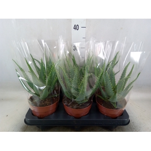 Aloe arborescens