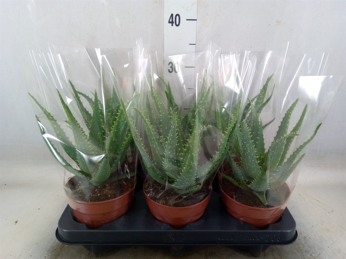 <h4>Aloe arborescens</h4>