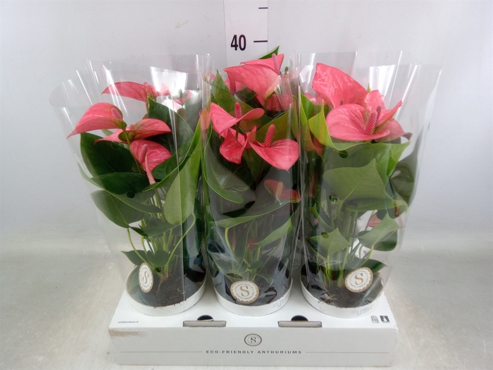 <h4>Anthurium andr. 'Pink Champion'</h4>