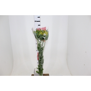 ALSTROEMERIA LEMON 080 CM