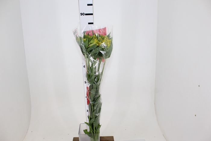 ALSTROEMERIA LEMON 080 CM