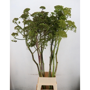 FOENICULUM VULGARE