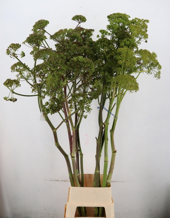 <h4>FOENICULUM VULGARE</h4>