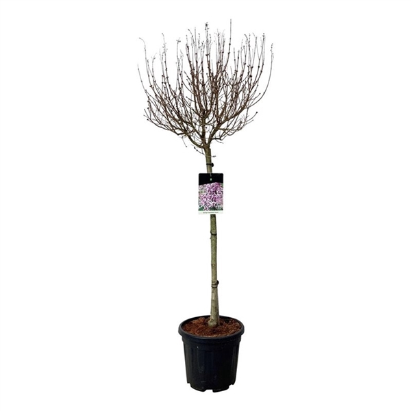 <h4>Syringa 'Flowerfesta' ® Purple</h4>