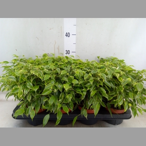 Ficus benja. 'Kinky'