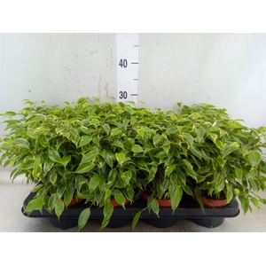 Ficus benja. 'Kinky'