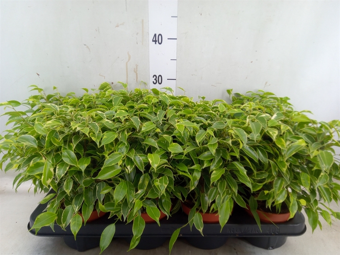 <h4>Ficus benja. 'Kinky'</h4>