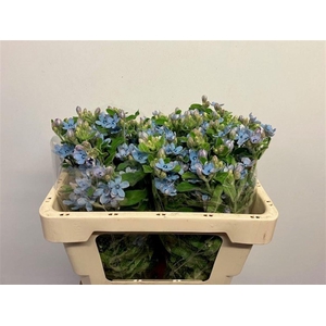 OXY CO TAN PURE BLU