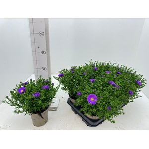 Aster D Al D Purp La