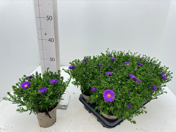 <h4>Aster D Al D Purp La</h4>