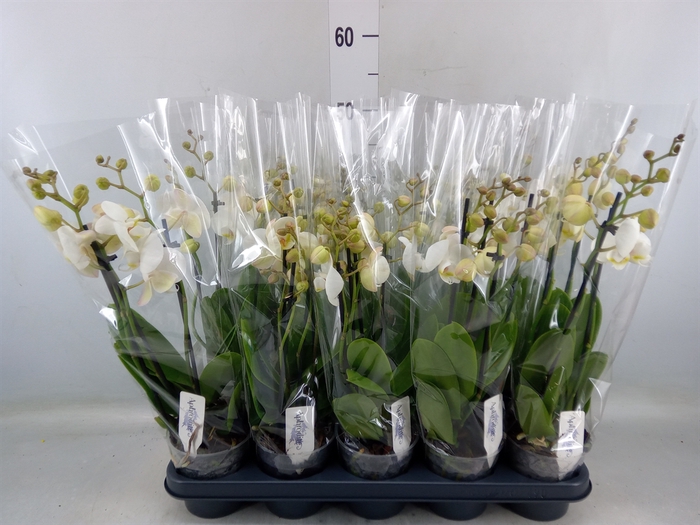 <h4>Phalaenopsis  'Ant Inverness'</h4>