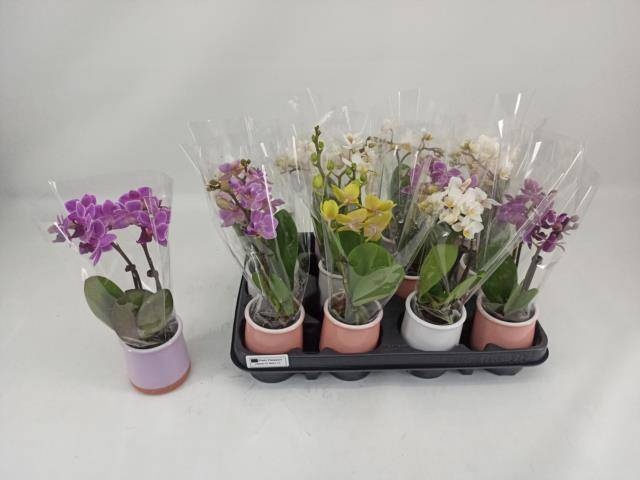 <h4>PHAL MINI</h4>