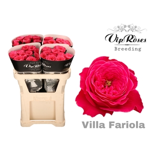 R GR VILLA FARIOLA x40