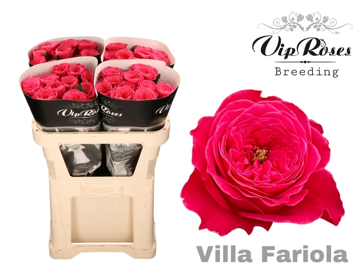 <h4>R GR VILLA FARIOLA x40</h4>
