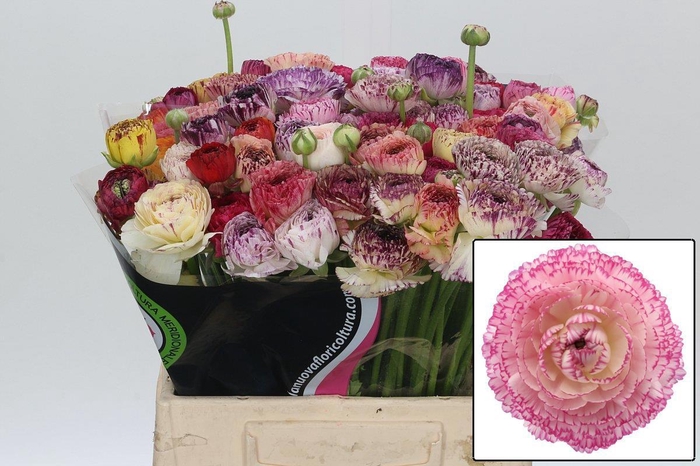 <h4>RANUNCULUS OV</h4>