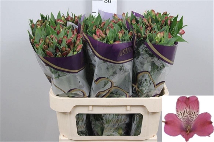 <h4>Alstr Bubblicious</h4>