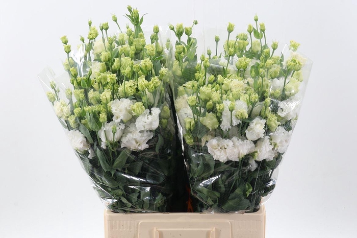 <h4>Eus G Alissa White</h4>