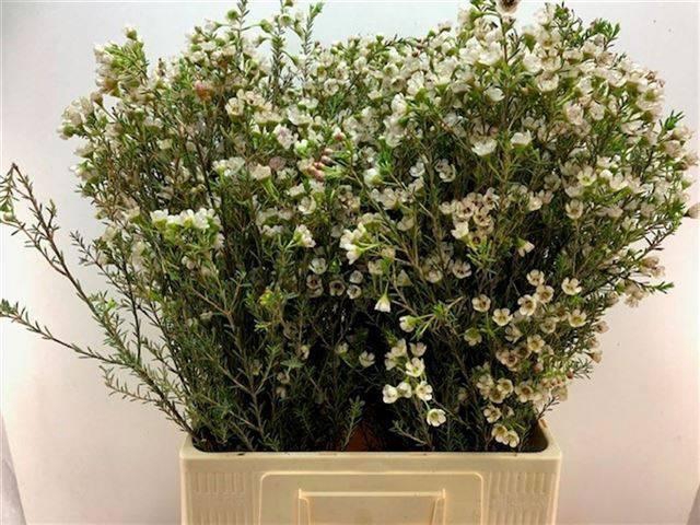 <h4>CHAME UN ELLA</h4>