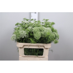 Ammi Vis Green Mist