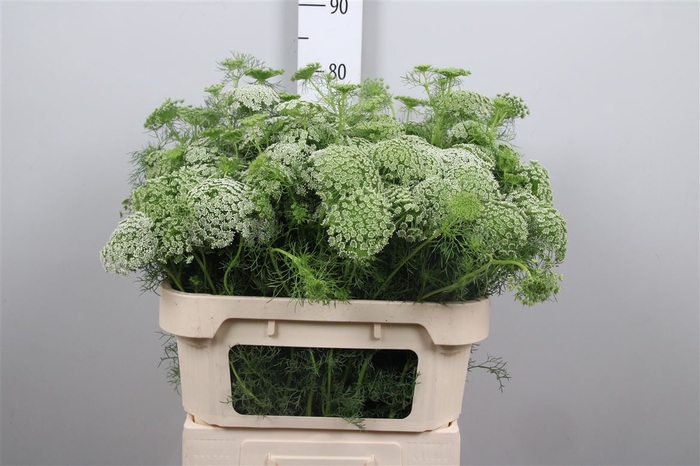 <h4>Ammi Vis Green Mist</h4>