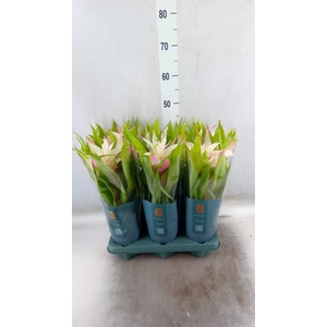 Guzmania  'Deseo Magical White'