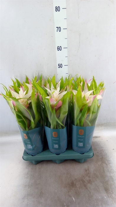 <h4>Guzmania  'Deseo Magical White'</h4>