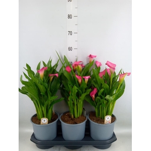 Zantedeschia  'Zazu'